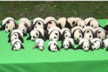 超萌国宝 23只熊猫演绎的“熊猫瘫”。