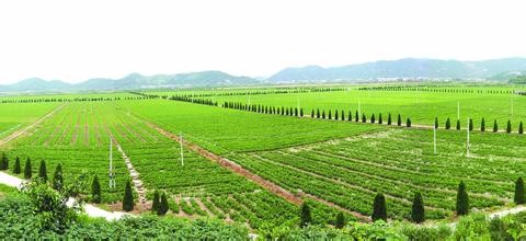 农业部:到2020年中国新型职业农民将超2000万人